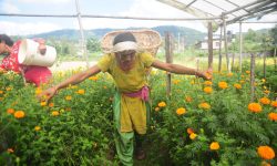 सयपत्री फुलटिप्दै !