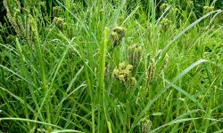 कोदो खेती !