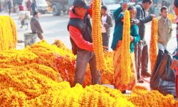 तिहारअघि नै सयपत्री फूलको माग बढ्यो