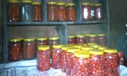 अकबरे खुर्सानीको अचार बेचेर लाखौँ आम्दानी