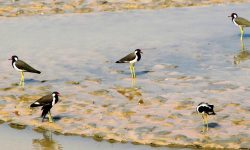 हुटिटयाउ चरा !