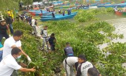 फेवातालको जलकुम्भी सरसफाइ गरिँदै