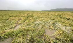 अविरल वर्षाका कारण धन खेती डुबानमा (तस्बिरसहित )