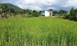 कोदो खेती !