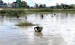 बुलबुले तालमा माछा मार्दै !
