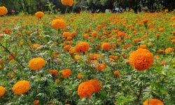 हजारीका फूल !