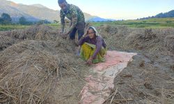 ‘पाल्पाका किसानलाई फड्के कीराको समस्याले सधैँ पिरोल्छ’