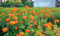 बिक्री गर्न राखिएका तिहारका फूल !