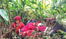 चाडबाडमा अलैँची टिप्न व्यस्त किसानलाई उचित बजार मूल्यको चिन्ता