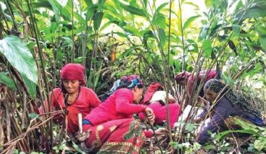 चाडबाडमा अलैँची टिप्न व्यस्त किसानलाई उचित बजार मूल्यको चिन्ता