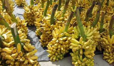 आयात रोकिएन, चितवनका केराले बजार पाएन