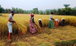 बर्दियाका किसानलाई धान भित्र्याउन चटारो