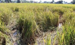 काट्ने बेलाको धान गैँडाले पार्‍यो नष्ट