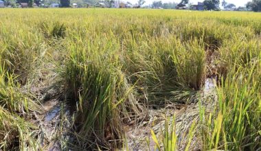 उदयपुरमा चैते धानखेती घट्दै