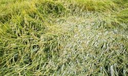 बाली जोगाउन मध्यवर्ती क्षेत्रमा तारजाली