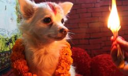 तिहारको तेस्रो दिन, आज कुकुर तिहार