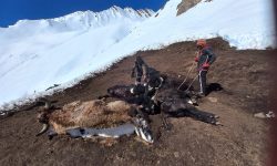 आहाराको अभावमा मरे चौँरी र नाउर