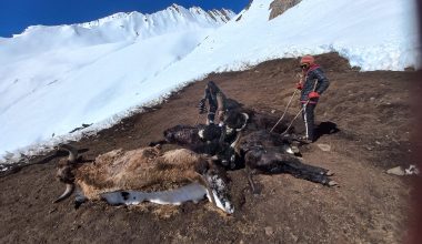 आहाराको अभावमा मरे चौँरी र नाउर