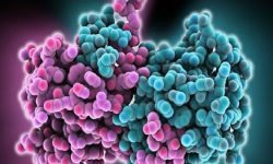 इबोला फैलिन नदिन उच्च सतर्कता