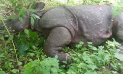 चितवनमा करेन्ट लागेर गैँडाको मृत्यु