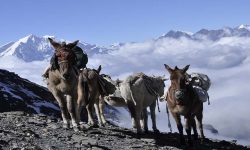 सडक मर्मत नहुँदा खच्चडकै सहारा