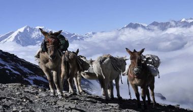 सडक मर्मत नहुँदा खच्चडकै सहारा