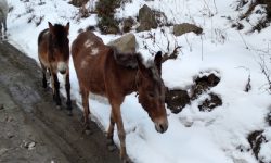 धौलागिरि हिमालको आधार शिविरमा हिउँले पुरिएर ४५ खच्चड मरे