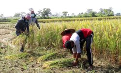 कञ्चनपुरका किसानलाई धान काट्न चटारो