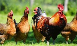 पाइनै छाड्यो स्थानीय जातका कुखुरा