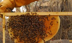 माहुरी पालेर प्रशस्त आम्दानी गर्दै दाङका किसान, १२ करोड ९० लाखको मह बिक्री