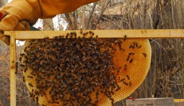 माहुरी पालेर प्रशस्त आम्दानी गर्दै दाङका किसान, १२ करोड ९० लाखको मह बिक्री