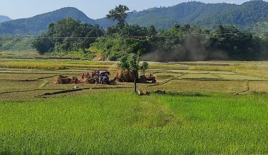 कृषि प्रधान मुलुक : धान पकेट क्षेत्रका किसान चामल किनेर खाँदै !
