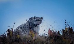 हिम चितुवाको नेपाली तस्बिर