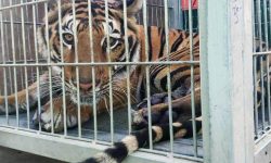 बाघको अंग तस्करीमा तिब्रता