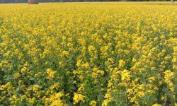 दाङमा तोरी उत्पादन घट्दो क्रममा