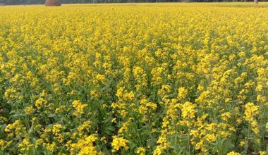 दाङमा तोरी उत्पादन घट्दो क्रममा