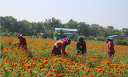 तिहारमा एउटै किसानले बेचे सात लाखको सयपत्री