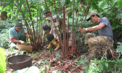 ताप्लेजुङका किसानलाई अलैँची थन्क्याउन भ्याइनभ्याइ
