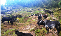 जीवन धान्न नौ महिना चौँरी खर्कको बास