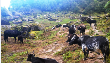 जीवन धान्न नौ महिना चौँरी खर्कको बास