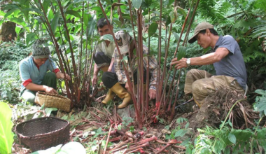 ताप्लेजुङका किसानलाई अलैँची थन्क्याउन भ्याइनभ्याइ