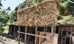 जोहो गरेर राखेको मकै !