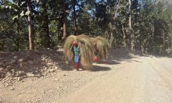 घरको छानो छाउन बाबियो ल्याउँदै !