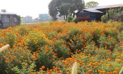 स्वदेशी फूलले बजारको माग धान्नै मुस्किल