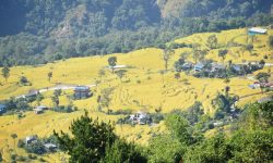 धानखेत फाँट !