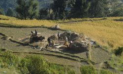 धान भित्र्याउदै किसान !