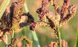 किसानले कोदो लगाउनै छाडे