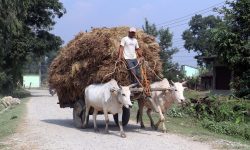 बैलगाढामा धान पराल ढुवानी !