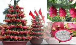 घरको छतमा ड्रागन खेती, फल बेचेर मनग्य आम्दानी