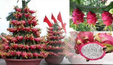 घरको छतमा ड्रागन खेती, फल बेचेर मनग्य आम्दानी